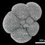Fossil plankton shells reveal reduced nitrogen fixation in warmer oceans 3 million years ago