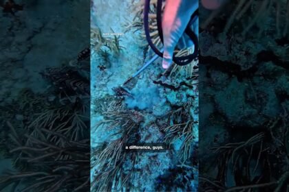 Lionfish ravage Florida’s reefs. This man has gone to war
