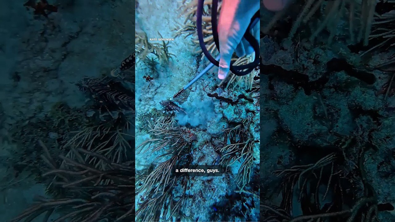 Lionfish ravage Florida’s reefs. This man has gone to war