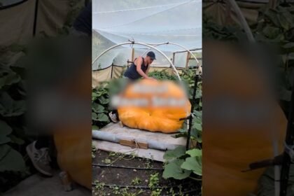 The quest for the world’s largest pumpkin