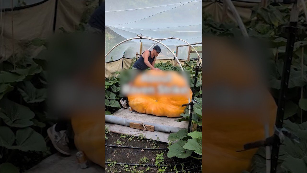 The quest for the world’s largest pumpkin