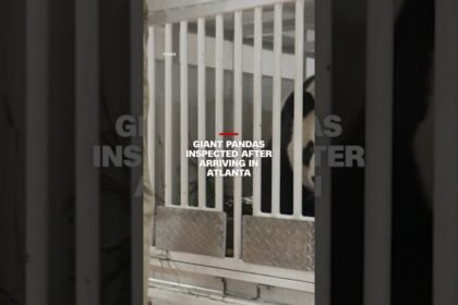 Giant pandas inspected after arriving in Atlanta