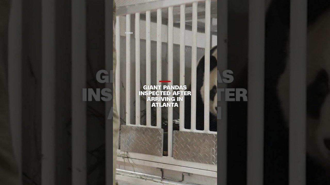 Giant pandas inspected after arriving in Atlanta