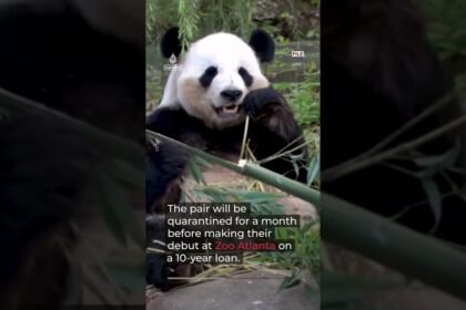 ‘Friendship pandas’ arrive in Atlanta, marking US-China relations moment | AJ #shorts