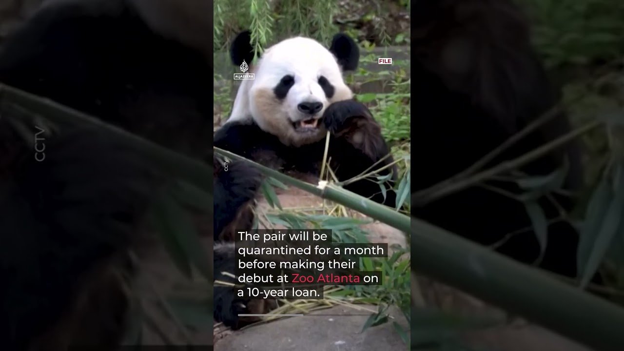 ‘Friendship pandas’ arrive in Atlanta, marking US-China relations moment | AJ #shorts