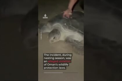 Tourists face legal action over turtle-riding video in Oman