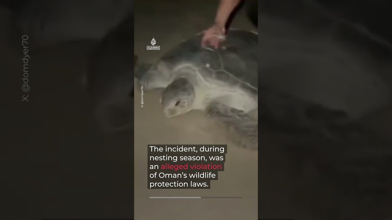 Tourists face legal action over turtle-riding video in Oman