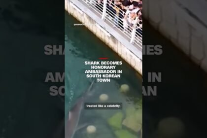 Shark becomes honorary ambassador in South Korean town