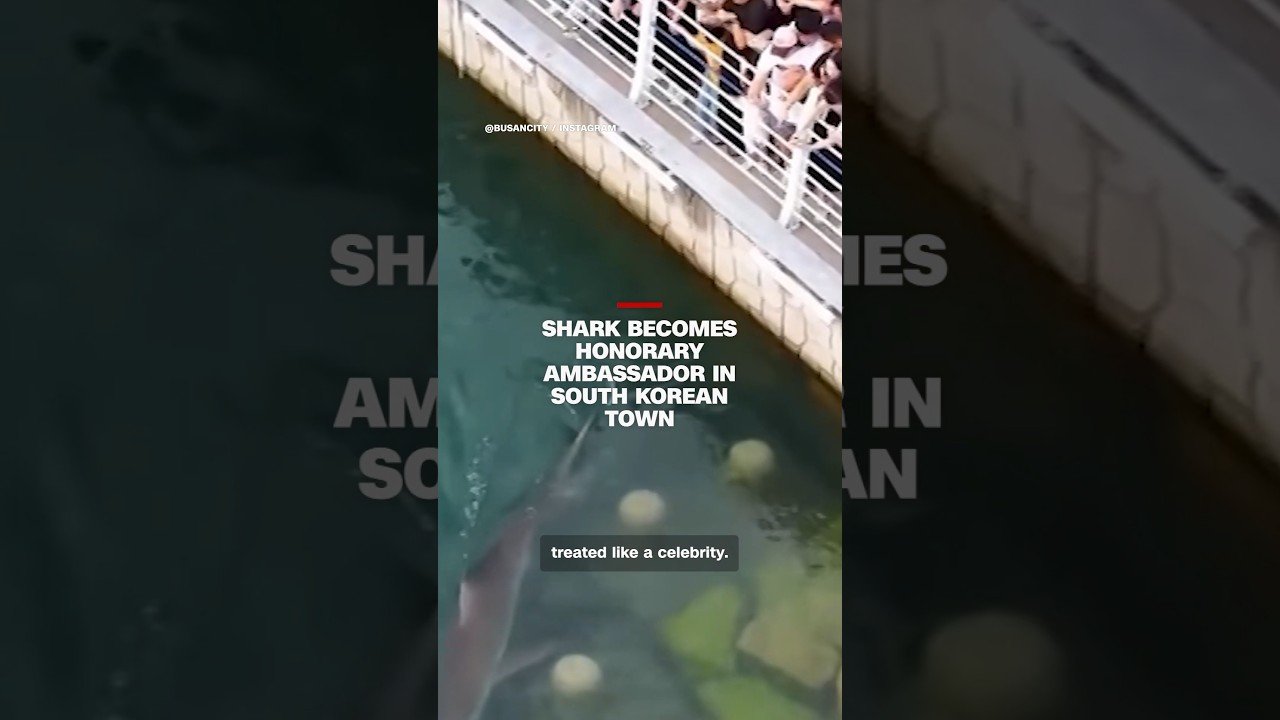 Shark becomes honorary ambassador in South Korean town