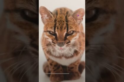 New cat species found, first in more than 100 years | AJ #shorts