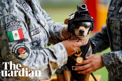 Comando the chihuahua adopted by the Mexican national guard