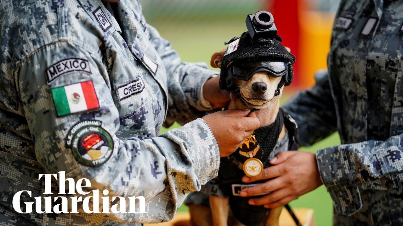 Comando the chihuahua adopted by the Mexican national guard