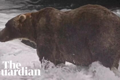 Backpack is Fat Bear Week's 2026 winner