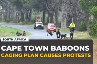 Cape Town's plan to cage its baboons sparks fierce backlash