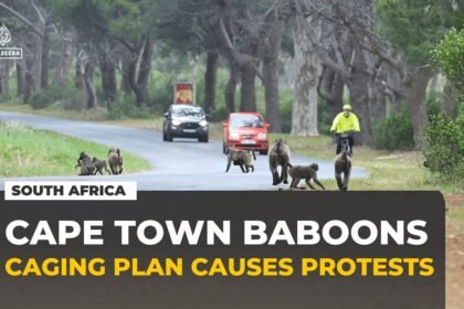 Cape Town's plan to cage its baboons sparks fierce backlash