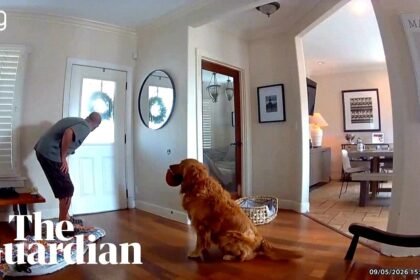 Golden retriever dubbed world's 'worst guard dog' after bringing toy to home intruder