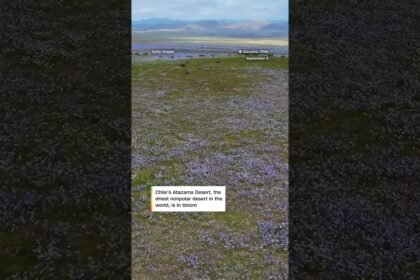 El Niño fuels bloom in world’s driest desert