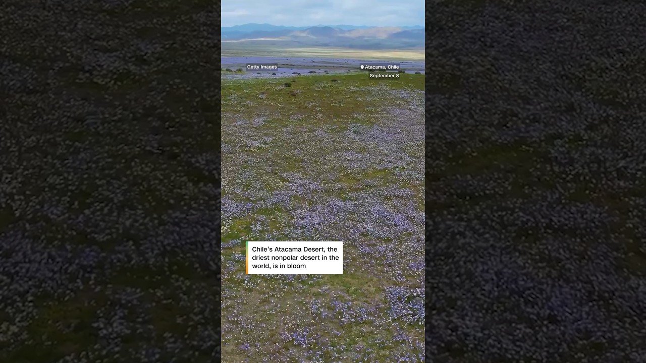 El Niño fuels bloom in world’s driest desert