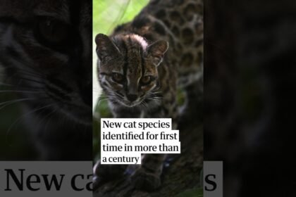 New cat species identified in Bolivia
