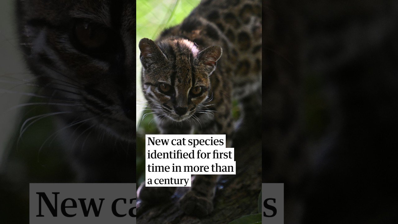 New cat species identified in Bolivia