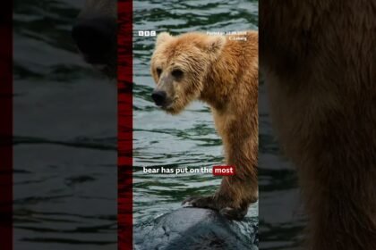 It is officially Fat Bear Week. #BBCNews