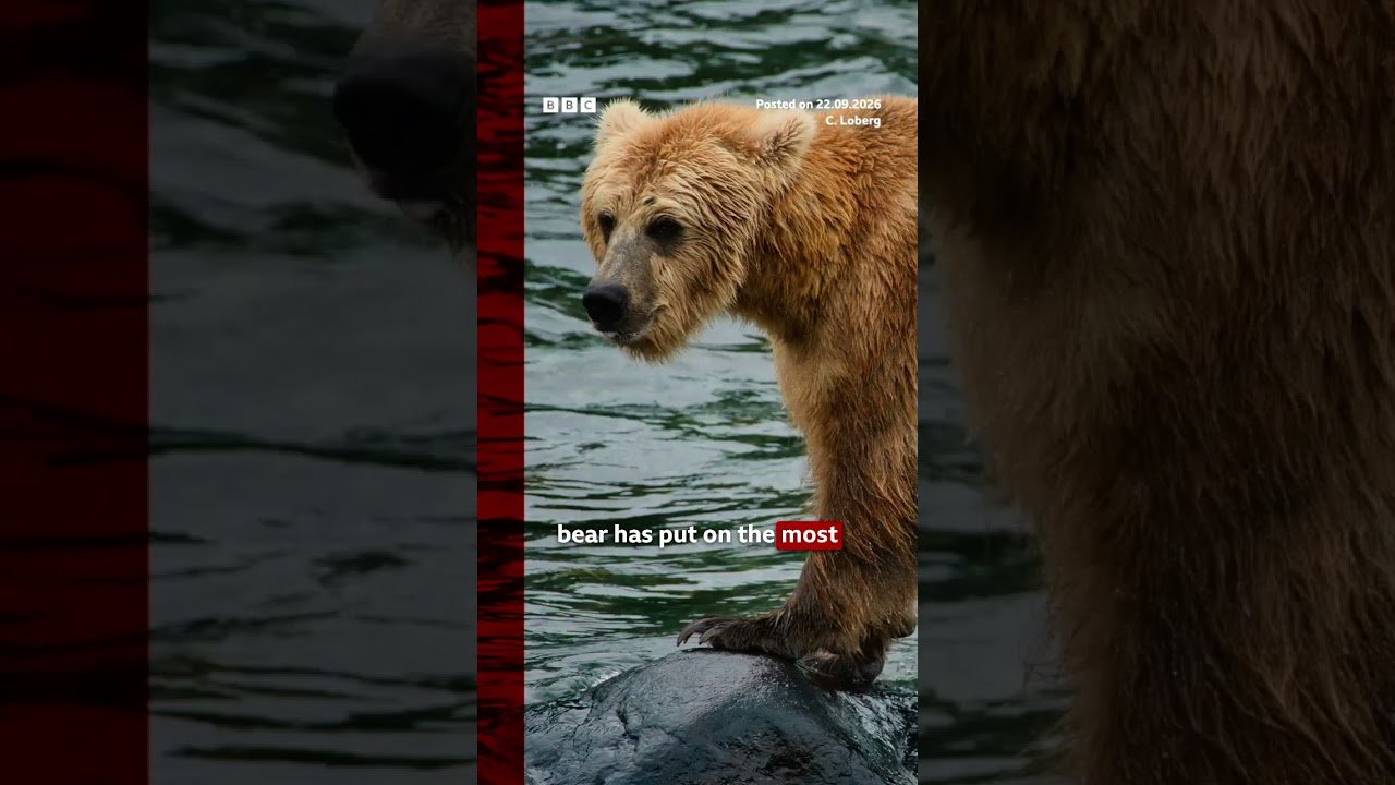 It is officially Fat Bear Week. #BBCNews