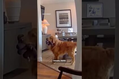 Golden retriever brings toys to apparent home intruder