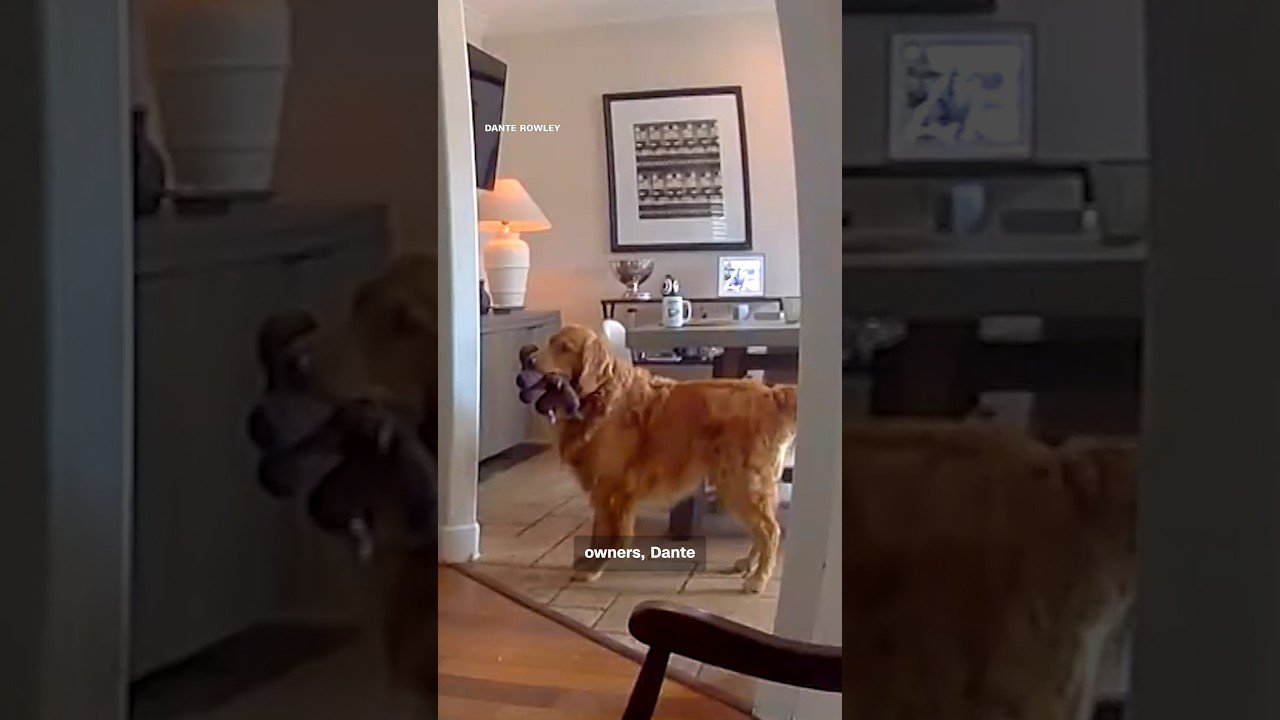 Golden retriever brings toys to apparent home intruder