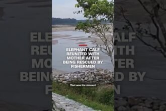 Elephant calf reunited with mother after being rescued by fishermen