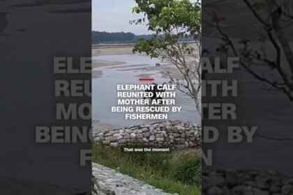 Elephant calf reunited with mother after being rescued by fishermen