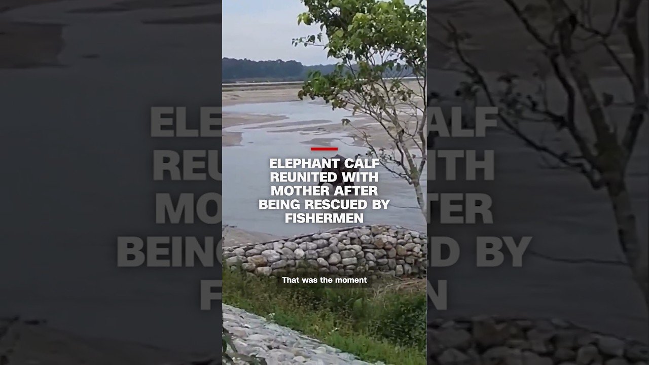 Elephant calf reunited with mother after being rescued by fishermen