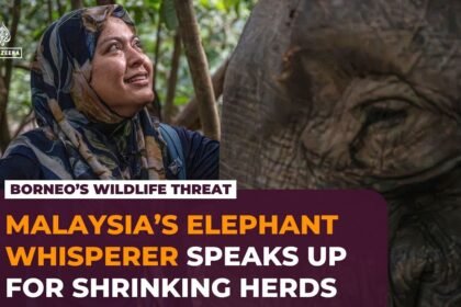 Malaysia’s elephant whisperer fights to save Borneo’s endangered gentle giants