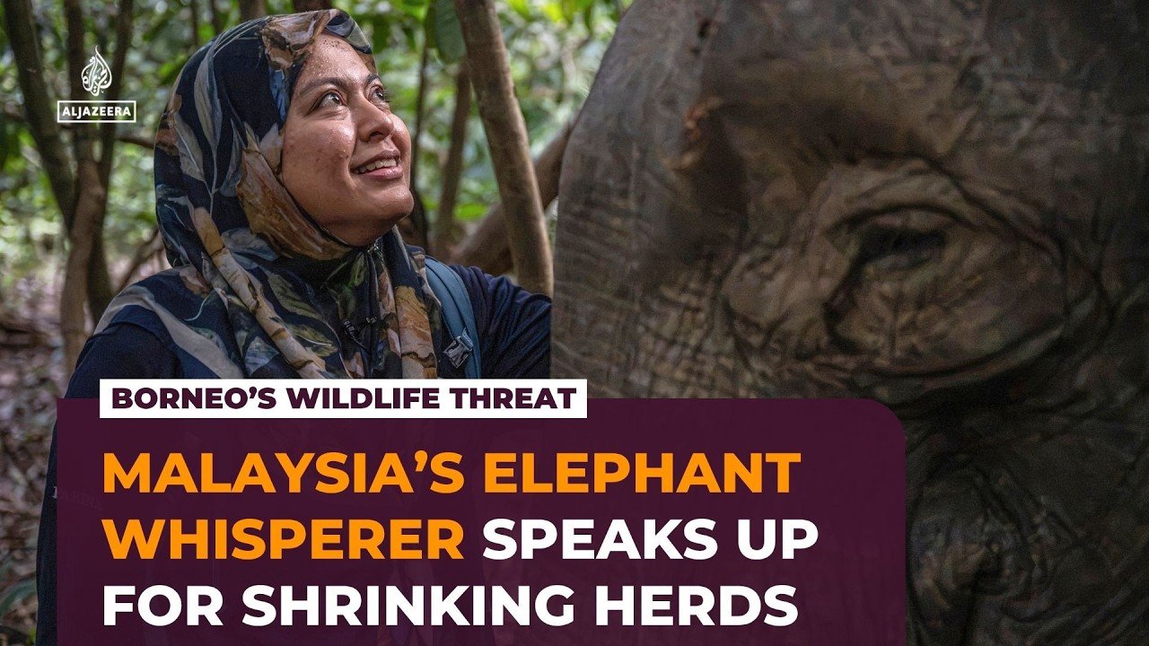 Malaysia’s elephant whisperer fights to save Borneo’s endangered gentle giants