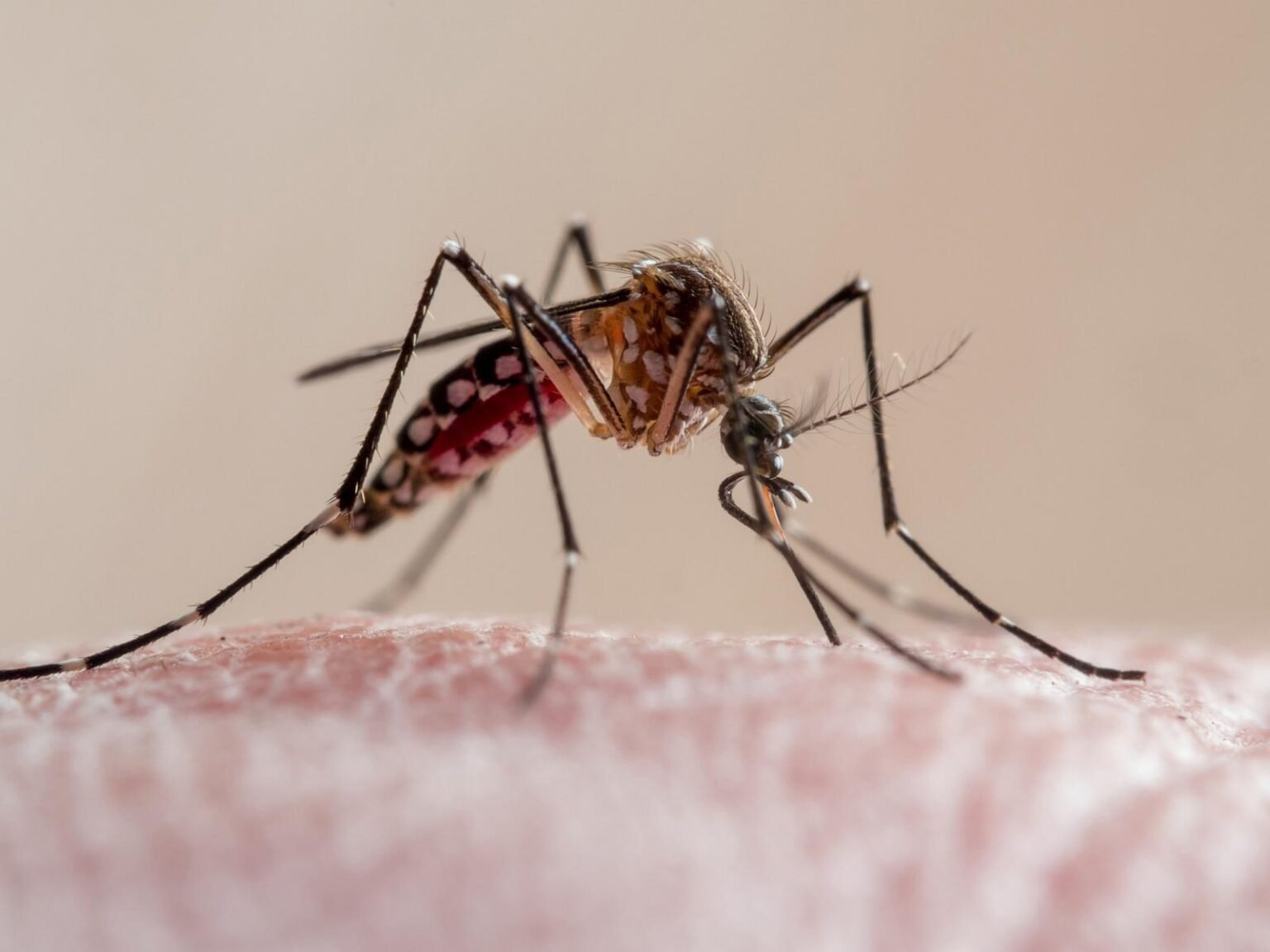 What to know about dengue fever as Florida reports 1st death and cases rise