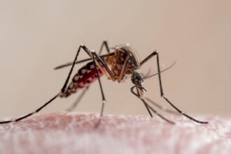 What to know about dengue fever as Florida reports 1st death and cases rise