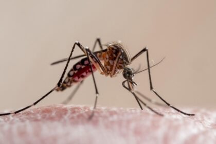 What to know about dengue fever as Florida reports 1st death and cases rise