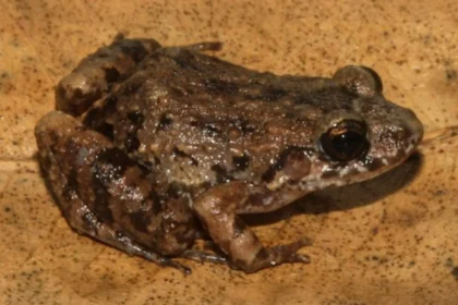 Scientists discover a mysterious new frog hiding in the Amazon
