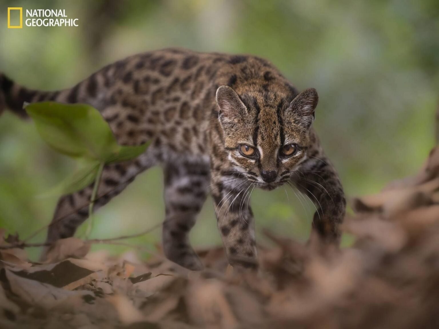 First new feline species in 100 years discovered in Bolivian forest