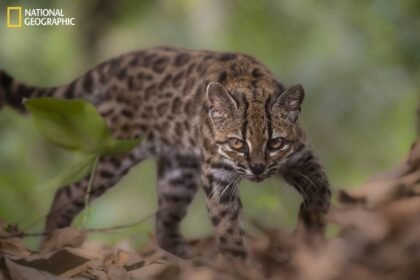 First new feline species in 100 years discovered in Bolivian forest