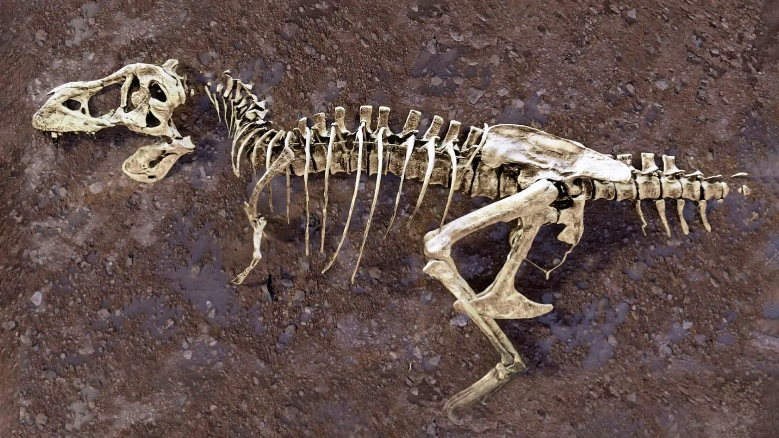 A broken rib from the world’s largest T. rex hid a 66-million-year-old secret