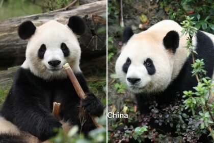 Meet Ping Ping and Fu Shuang – the two pandas loaned to the US by China