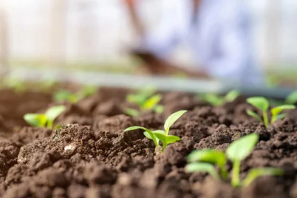 New soil test could reveal how soil microbes help feed plants