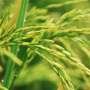 Scaling up the detection of genome-edited rice lines
