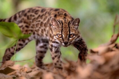 New species of wild cat identified in Bolivia - first for more than 100 years