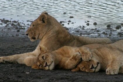 Ten lions found dead in suspected poisoning in Tanzania wildlife reserve