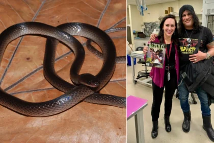 Scientists just named a new snake after Guns N’ Roses legend Slash