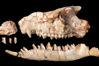 Scientists were wrong about this strange mammal for nearly 40 years