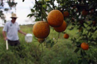 Could trees developed with gene-editing technology protect Florida's citrus industry?
