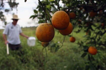 Could trees developed with gene-editing technology protect Florida's citrus industry?