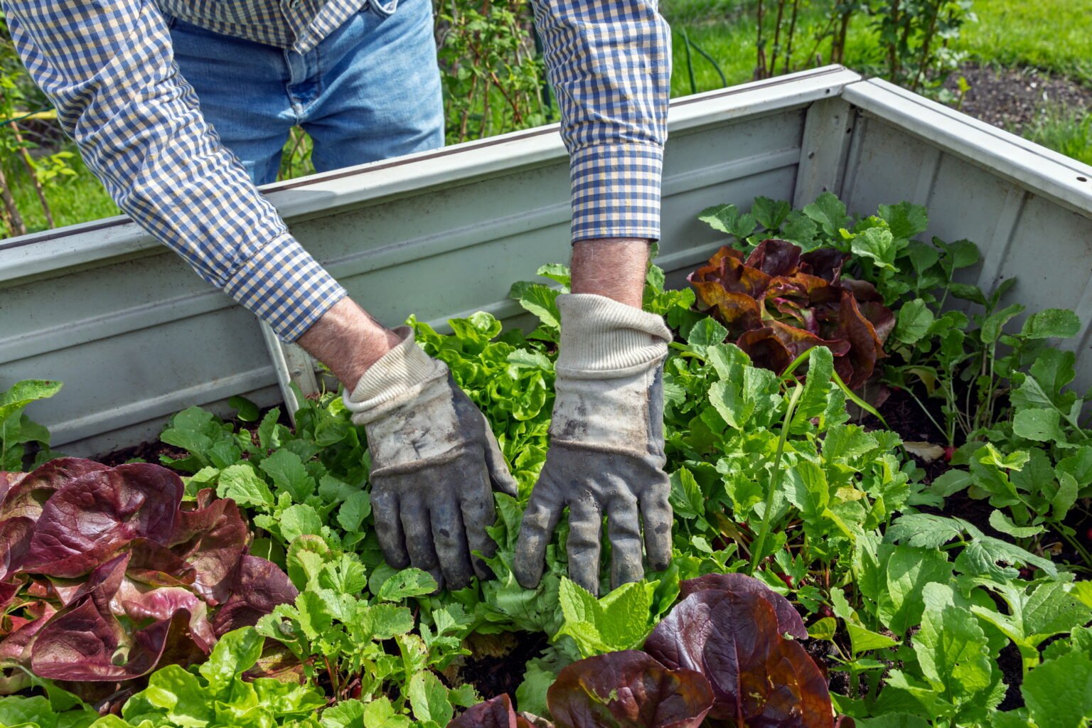 Is produce from a home garden safer than store bought? 'It depends'